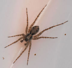 Pardosa milvina