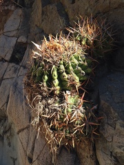 Ferocactus viridescens