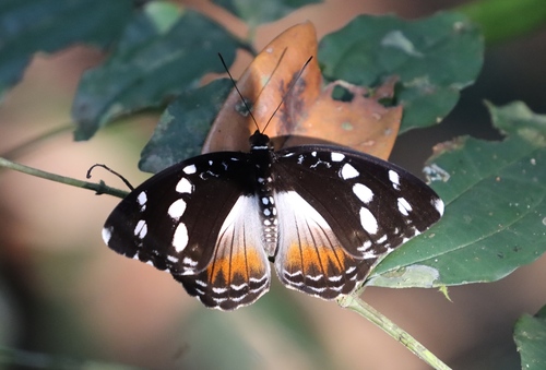 Forest Glade Nymph