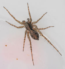 Pardosa milvina