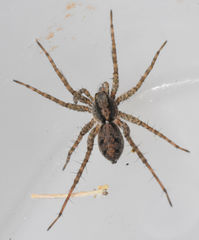 Pardosa milvina