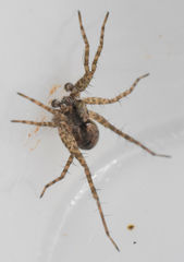 Pardosa milvina