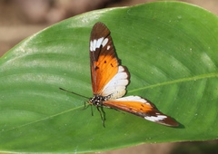 Acraea encedana
