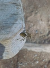 Hypselonotus punctiventris
