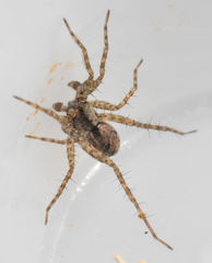 Pardosa milvina