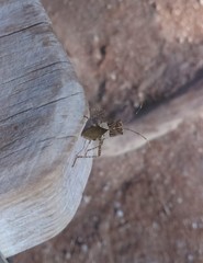 Hypselonotus punctiventris