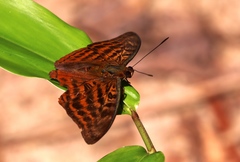 Bebearia oxione