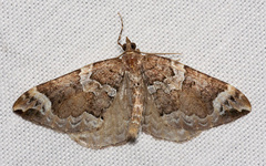 Eulithis xylina