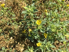 Physalis crassifolia infundibularis