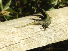 Podarcis muralis