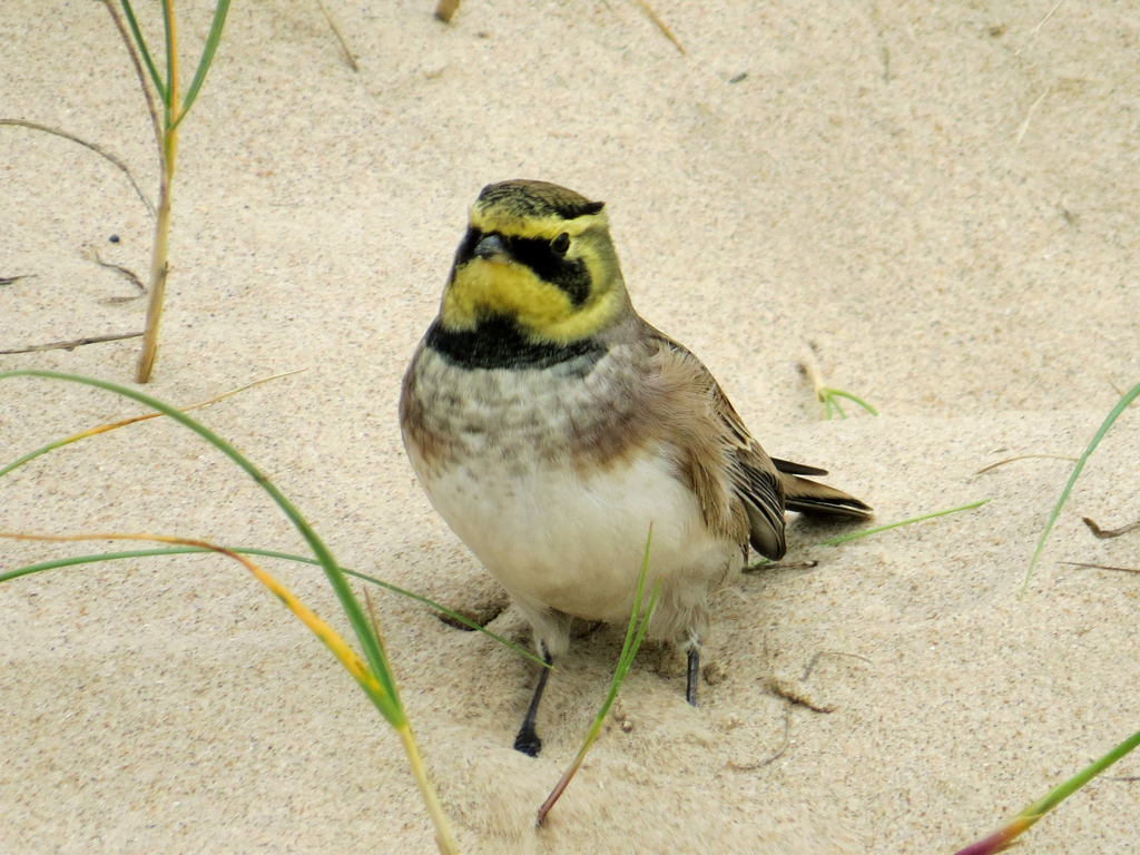 Shore Lark
