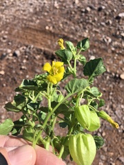 Physalis crassifolia infundibularis