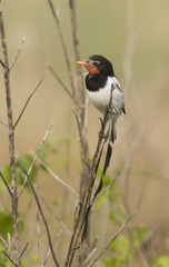 Alectrurus risora