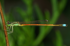 Ischnura aurora aurora