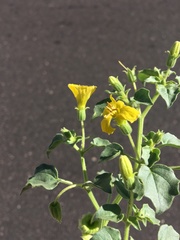 Physalis crassifolia infundibularis
