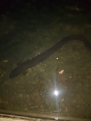 Anguilla dieffenbachii
