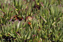 Carpobrotus edulis parviflorus