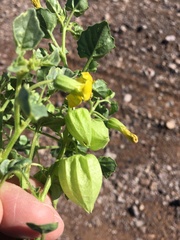 Physalis crassifolia infundibularis