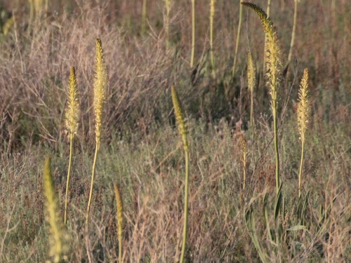 Image of Eremurus Altaicus (Eremurus altaicus) by (c) Andrew Bazdyrev, some rights reserved (CC BY)