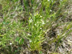 Thesium ramosum