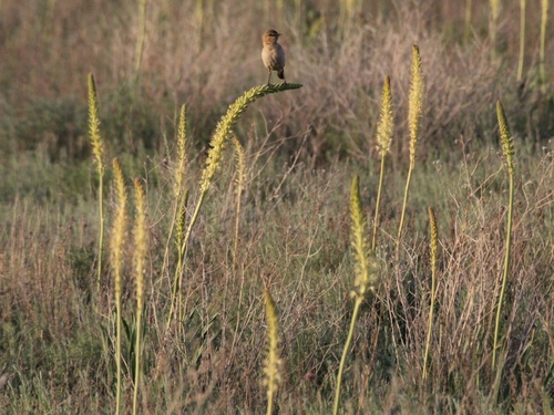 Image of Eremurus Altaicus (Eremurus altaicus) by (c) Andrew Bazdyrev, some rights reserved (CC BY)