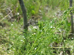 Thesium ramosum