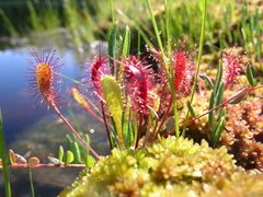 Drosera