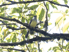 Myiarchus tuberculifer