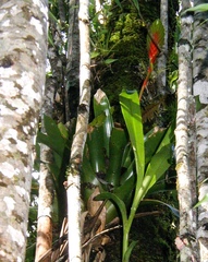 Vriesea interrogatoria