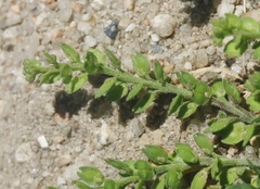 Lepidium strictum
