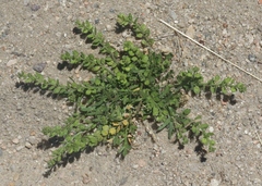 Lepidium strictum