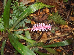 Aechmea cylindrata
