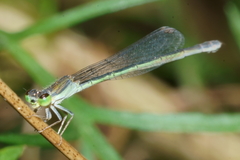 Ischnura aurora aurora