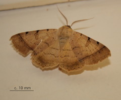 Ctenusa pallida