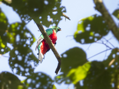 Pharomachrus antisianus