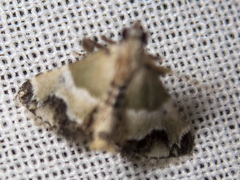 Arescoptera idiotypa