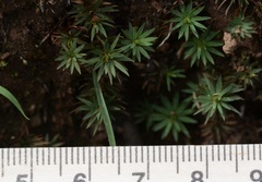 Dawsonia
