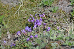 Oxytropis revoluta