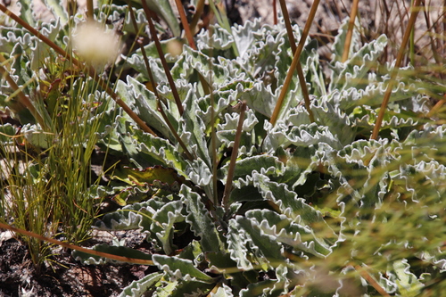 Image of Hermas quercifolia by (c) Tony Rebelo, some rights reserved (CC BY-SA)