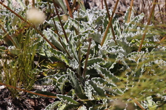 Hermas quercifolia