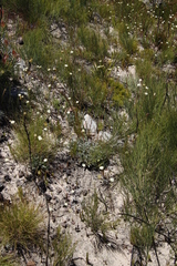 Hermas quercifolia