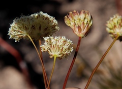 Hermas quercifolia