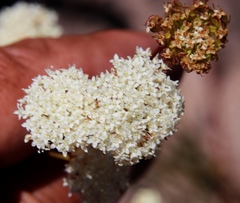Hermas quercifolia