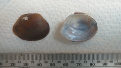 Unionoidea