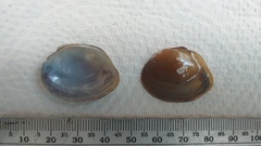 Unionoidea