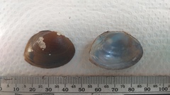 Unionoidea