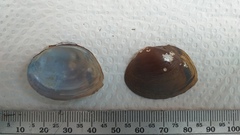 Unionoidea