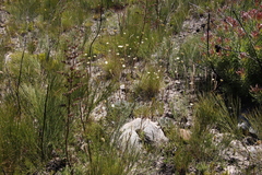 Hermas quercifolia