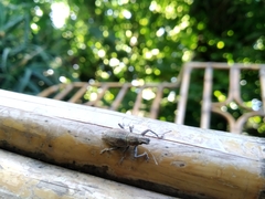 Naupactus xanthographus