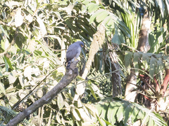 Rupornis magnirostris